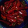 Handmade Organic Kumaoni Red Chilli Pickle (Lal Mirch Ka Achar) – Traditional Stuffed Pahadi Recipe | No Preservatives | 500g & 1kg